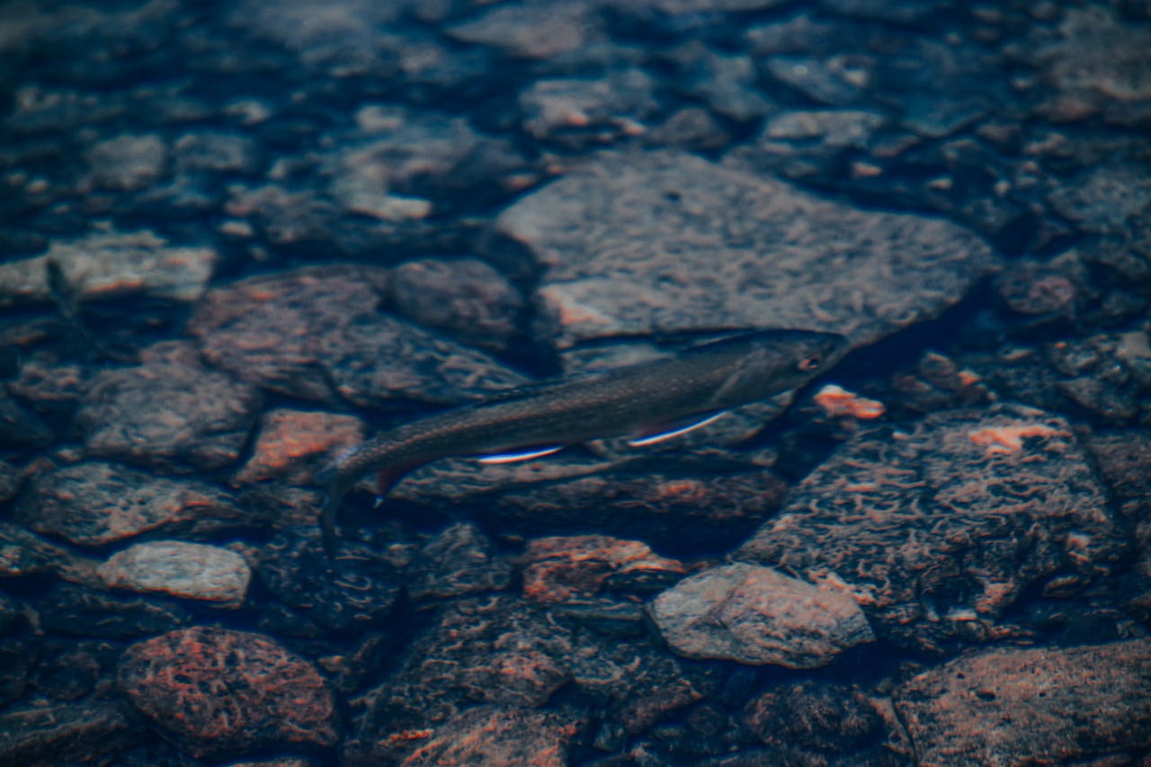 A single fish swims over a rocky riverbed, showcasing its natural habitat underwater. Perfect for aquatic themes.